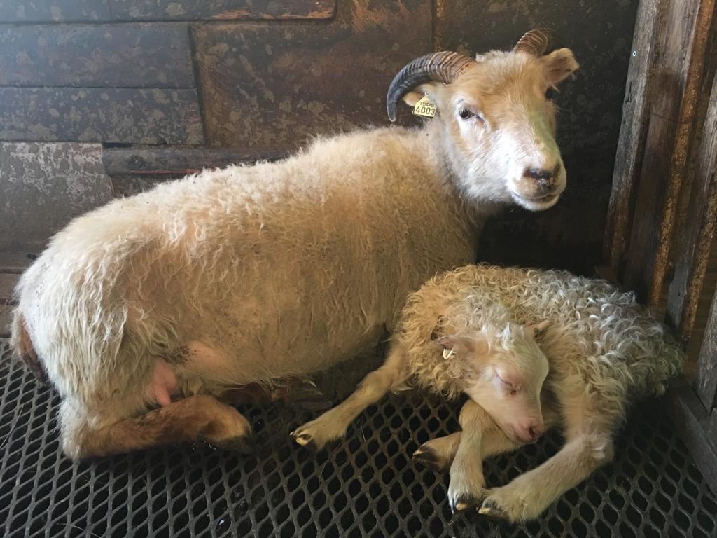 Oendolfsstathir Farm B&B Laugar  Esterno foto