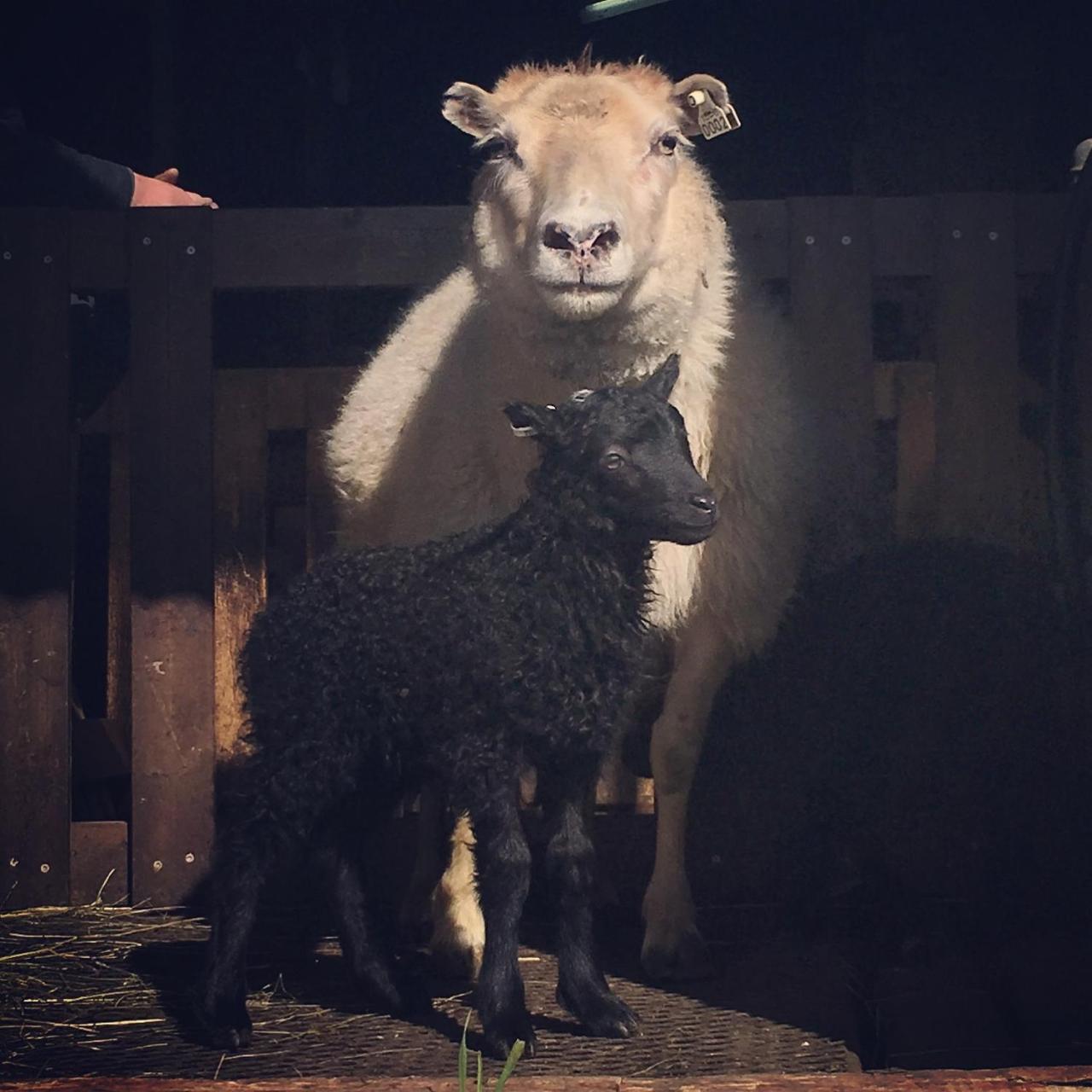 Oendolfsstathir Farm B&B Laugar  Esterno foto